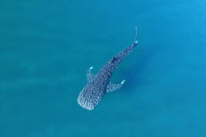 Whale Shark Adventure with a Marine Biologist - The Sum Up