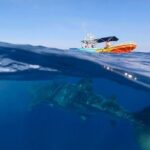 Whale Shark and Snorkeling Adventure from Isla Holbox - What’s Included & What’s Not