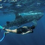 Whale Shark Encounter Full-Day all inclusive Tour from Riviera Maya - Who Should Consider This Tour?