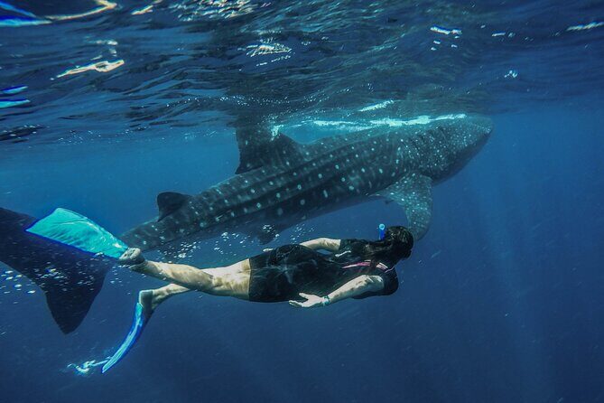 Whale Shark Encounter Full-Day all inclusive Tour from Riviera Maya - Who Should Consider This Tour?