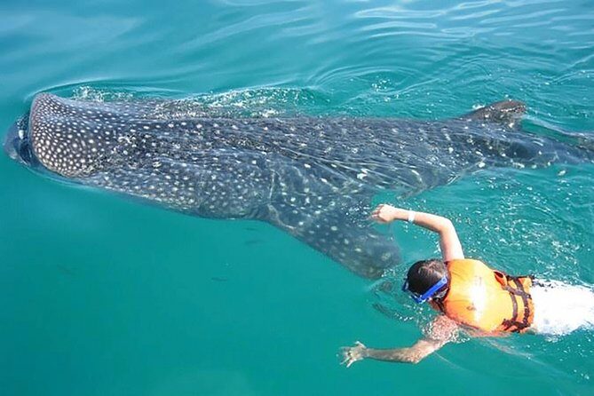 Whale Shark from Cancun, Riviera Maya and Tulum All Inclusive - Who Will Love This Tour?