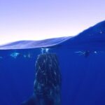 Whale Shark & Manta Ray Snorkel -(May-Sept) Only 10pp per Boat - What Do the Reviews Say?