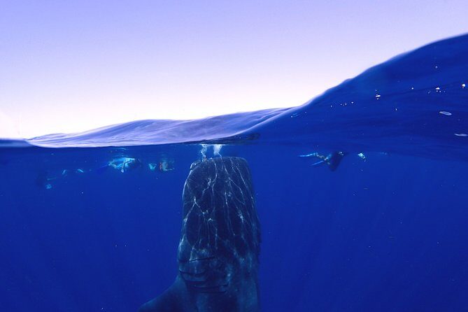 Whale Shark & Manta Ray Snorkel -(May-Sept) Only 10pp per Boat - What Do the Reviews Say?