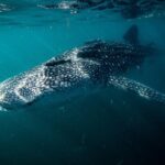 Whale Shark snorkeling tour in a reduced group with local marine biologist - The Practicalities