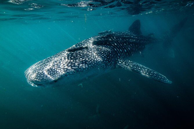 Whale Shark snorkeling tour in a reduced group with local marine biologist - The Practicalities