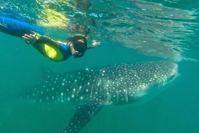 Whale Shark Swim Adventure in La Paz - Pricing and Value