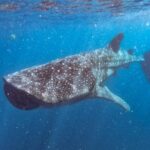Whale Shark Swim Adventure SMALL GROUP from Cancun - Real Travelers’ Impressions