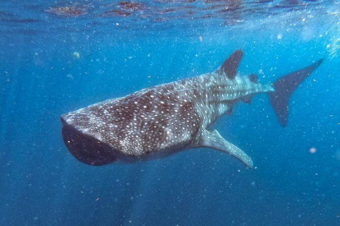 Whale Shark Swim Adventure SMALL GROUP from Cancun - Real Travelers’ Impressions