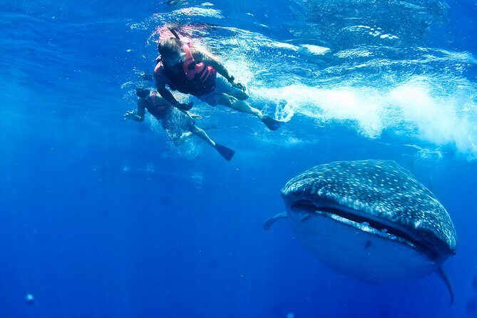 Whale Shark Tour from Cancun, Playa del Carmen, Tulum and Riviera Maya - FAQ