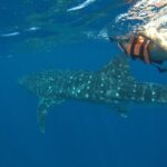 Whale Shark Tour from Holbox Island - What Do Travelers Say?