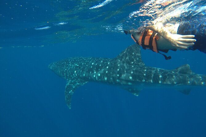 Whale Shark Tour from Holbox Island - What Do Travelers Say?