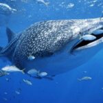Whale Sharks Small-Group Tour in Cancun and Riviera Maya - Frequently Asked Questions