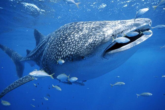 Whale Sharks Small-Group Tour in Cancun and Riviera Maya - Frequently Asked Questions