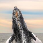 Whale Tour c/ Certified Guide, Photos & Hydrophone - Key Points