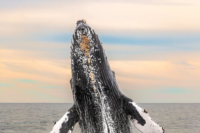 Whale Tour c/ Certified Guide, Photos & Hydrophone - Key Points
