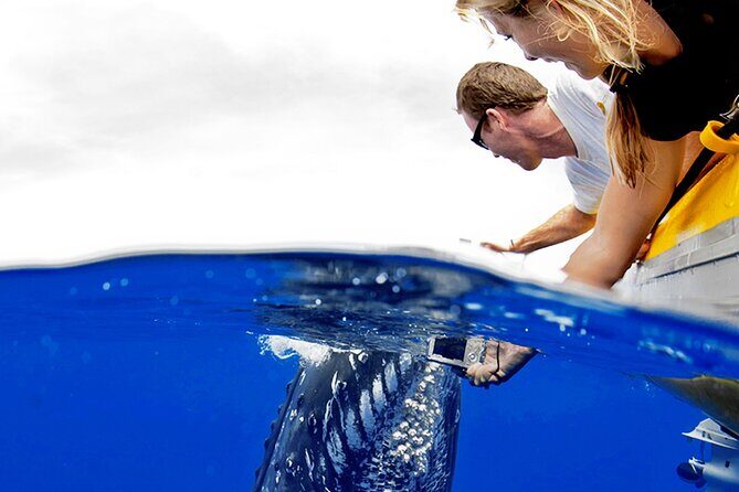Whale Watch Adventure Aboard Maui's Only Luxury Super Raft - The Value of the Experience