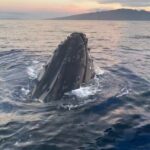 Whale Watch and Scenic Tour from Kayak - Is It Worth the Price?
