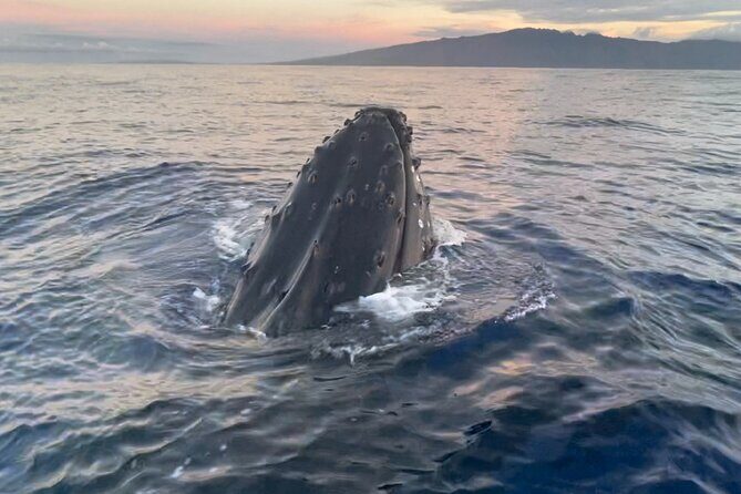 Whale Watch and Scenic Tour from Kayak - Is It Worth the Price?