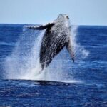 Whale Watch Excursion from the Big Island - Practical Details and Tips