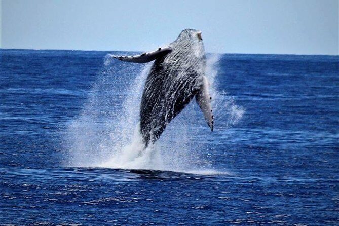 Whale Watch Excursion from the Big Island - Practical Details and Tips
