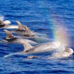 Whale watching - FAQs about the Whale Watching Tour in Fuerteventura