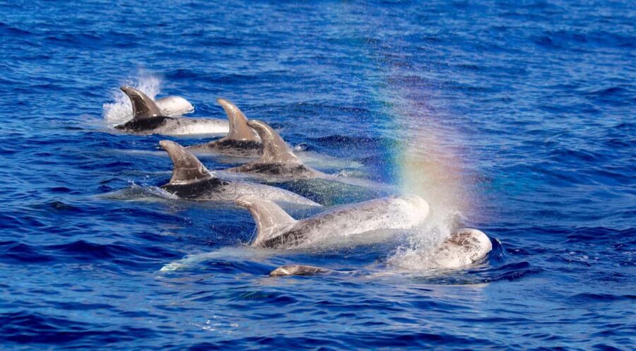 Whale watching - FAQs about the Whale Watching Tour in Fuerteventura