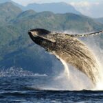 Whale Watching Adventure - leaded by marine biologist. - Who Is This Tour Best For?