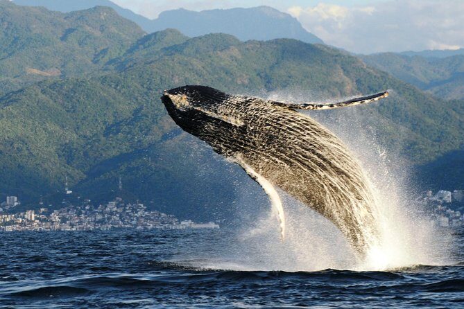 Whale Watching Adventure - leaded by marine biologist. - Who Is This Tour Best For?