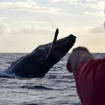 Whale Watching Adventure -Speed Boat & Small Group - Final Thoughts