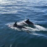 Whale Watching and Fishing Combination Excursions - Practical Details: What You Should Know