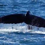Whale Watching and Marine Life Tour in Reykjavik - Marine Wildlife and What You Might See