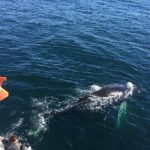 Whale Watching and Northern Lights Half-Day Combo Tour - The Value for Money