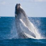 Whale-Watching and Orange County Beaches Tour from Anaheim - What Do Travelers Say?
