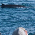 Whale Watching & ATV Adventure from Reykjavik - The Itinerary Breakdown: What You Can Expect
