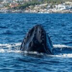 Whale Watching by Zodiac in Cabo San Lucas with Photos Included - What Do Reviewers Say?