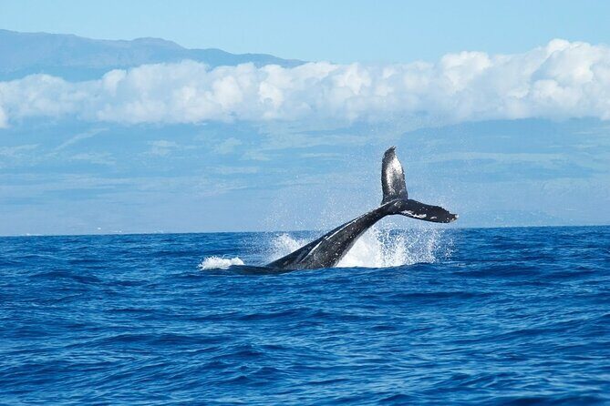 Whale Watching Cruise in Honolulu - The Food and Atmosphere