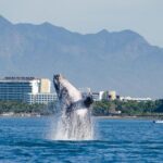 Whale Watching Cruise In Puerto Vallarta & Nuevo Vallarta - The Pros and Cons: Is This Tour Right for You?