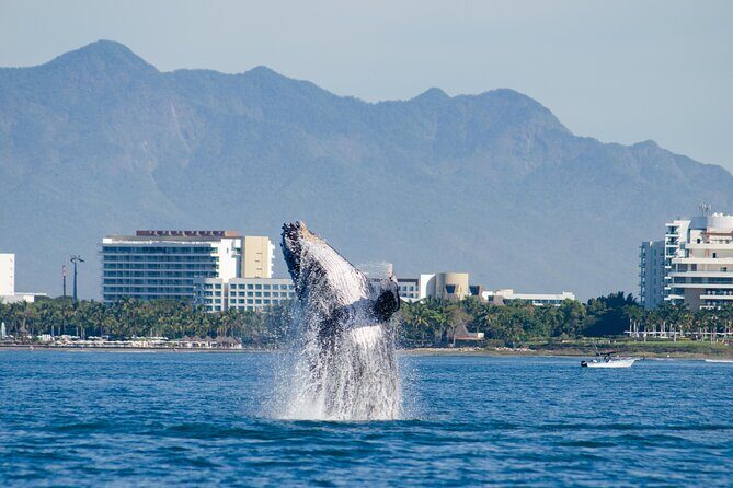 Whale Watching Cruise In Puerto Vallarta & Nuevo Vallarta - The Pros and Cons: Is This Tour Right for You?