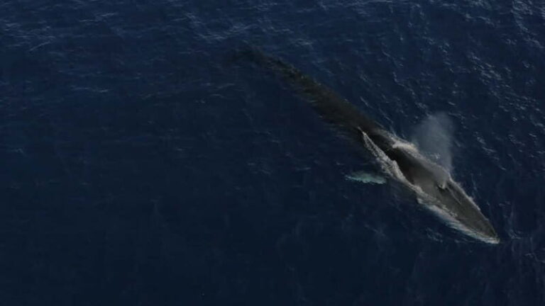 Whale watching, dolphins, and whales departing from Bandol (6:00 a.m. at sea) - How This Tour Compares in Value