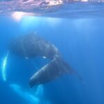 Whale Watching Experience in Cabo San Lucas - In The Sum Up