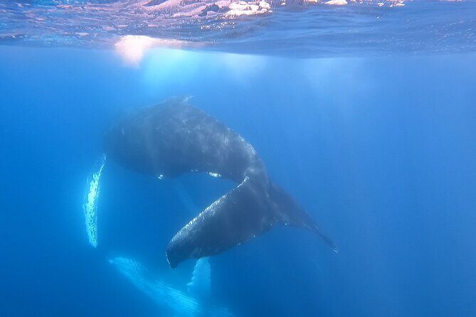 Whale Watching Experience in Cabo San Lucas - In The Sum Up