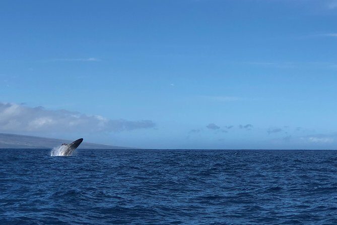 Whale Watching Experience - FAQs