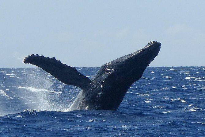 Whale Watching from Ma'alaea Harbor - Frequently Asked Questions
