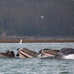 Whale-watching, Icy point, Hoonah , whales, Orca, killer-whales. - Final Thoughts