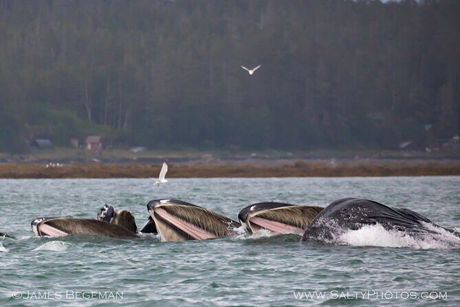Whale-watching, Icy point, Hoonah , whales, Orca, killer-whales. - Final Thoughts