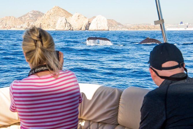 Whale Watching in Cabo San Lucas on board our Luxury Trimaran! - The Value of this Experience