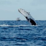 Whale Watching in Kona Hawaii - Final Thoughts