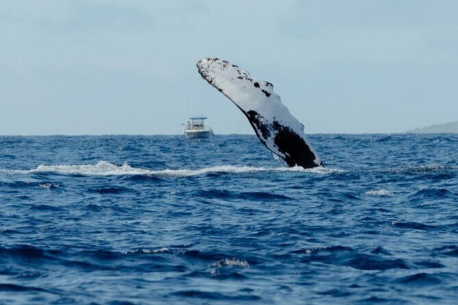 Whale Watching in Kona Hawaii - Final Thoughts