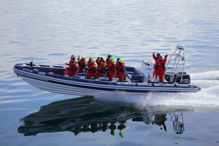 Whale Watching in Reykjavik by Speedboat - What the Price Gets You: Is it Worth $191?