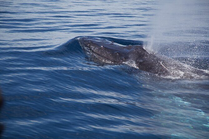 Whale Watching in San Jose del Cabo - What to Expect on Your Trip